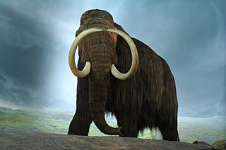 Mammuthus
(Mammoth, picture by Geoff Peters, source Wikimedia)